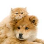 cats-with-dogs-2 cats-with-dogs-2